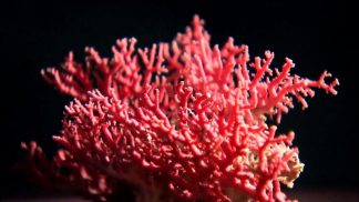 JEWELRY WITH CORAL